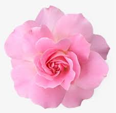 All png images can be used for personal use unless stated otherwise. Free Pink Flowers Clip Art With No Background Clipartkey