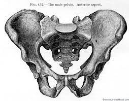 Check spelling or type a new query. Pelvis Prohealthsys Human Drawing Anatomy For Artists Pelvis