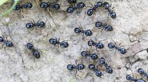 South Korea: Michelin-starred restaurateur faces jail for using ants as garnish