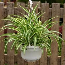 Buy Chlorophytum comosum Bonnie affordable | Gardens4You.co.uk