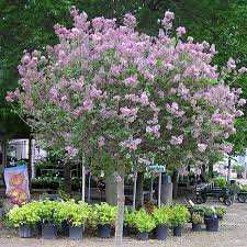 Image Result For Lilac Tree Tree Max Height Lilac Tree Dwarf Korean Lilac Tree Korean Lilac Tree