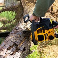Look for local companies who: Benefits Of Hiring Tree Removal Service King Of Shaves Direct