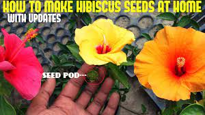 How To Make Hybrid Hibiscus Or Hibiscus Seeds At Home With Updates Youtube
