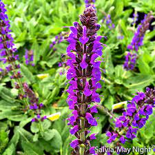 Some varieties reach 6 to 8 feet tall! Top 10 Perennials To Grow In Colorado Gulley Greenhouse