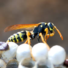 Fantastic pest control in harrow. Wasp Nest Removal Havant Wasp Removal Hampshire