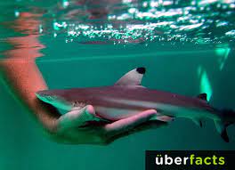 Kirk On Twitter Uberfacts A Baby Shark Is Called A Pup Http T Co Venq4w5tne Tayloryungwoman