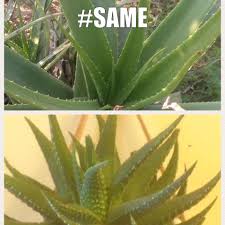 Image result for Aloe aculeata × globuligemma