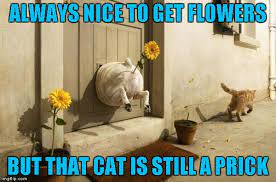 Check spelling or type a new query. Flower Pot Dog Memes Gifs Imgflip