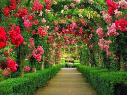 Kết quả hình ảnh cho hình ảnh hoa hồng