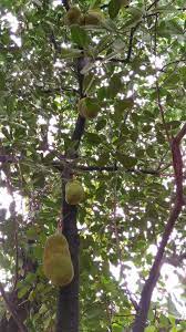 Moloshyam Cook The Fruit In Water With Salt Turmeric And Chilly Powder To Taste When They Come Together Jackfruit Season Fool Proof Recipes Quick Sandwiches