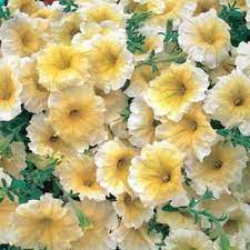 Pin On Flowers