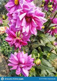 Close Up Of Beautiful Chrysanthemum Flower With Pink Petals In The Sunlight Small Flowering Plant Small Flowering Plants Chrysanthemum Flower Planting Flowers