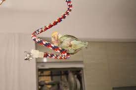 我家啾啾 愛情鳥小鸚 橙額白臉綠小鸚 小桜インコ Lovebird In 2020 Cute Birds Love Birds Pet Supplies
