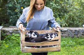 Devenir Eleveur Canin Et Felin Chiens Chats 2021 Salaire
