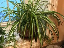 The short answer comes down to several issues that could be causing the problem. Brown Tips On Spider Plant