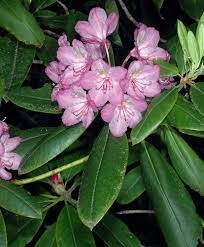 Image result for Rhododendron