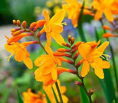 Montbretie Crocosmie Ziergarten Garten Landschaftsbau Pflanzen