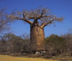 Image result for Ellipanthus madagascariensis