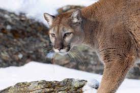 See Where Authorities Are Closing Bike Trails Due to a Cougar Attack - AZ  Animals