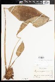 Image result for Hypselodelphys scandens