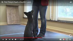 watch the best k9 1 com youtube dog training videos best k9 dog training videos on youtube youtube dogs dog training videos dog training