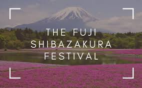 The Fuji Shibazakura Festival Absolutely Worth The Hype The Travel Blogs