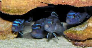 Johannis should not be kept with mainganos, as they produce hybrids. Pseudotropheus Cyaneorhabdos Wikipedia