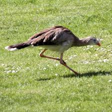 Image result for Sericorema