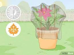 How To Revive A Dying Poinsettia 12 Steps With Pictures