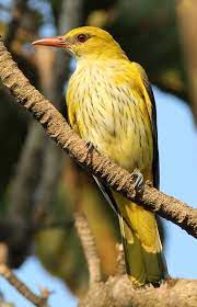 In most cases, this is achieved by simply destroying or hitting an object or the egg itself. Pin On Birds Of The Wolrld