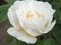 See more ideas about garden, outdoor gardens, garden inspiration. Patio Rose White Patio Buy Online Ashwood Nurseries