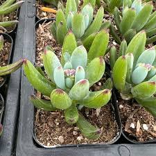 Image result for Senecio sp.no.3
