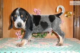 Browse 552,389 living room photos for design inspiration. Trouble Ukc Registered Bluetick Coonhound Coonhound Puppy Bluetick Coonhound Puppy