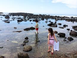 abalone cove shoreline park tide pools rancho palos verdes