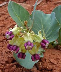 Image result for Cryptolepis cryptolepioides