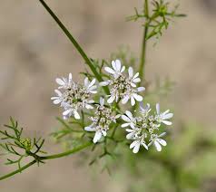 Image result for Coriandrum sativum