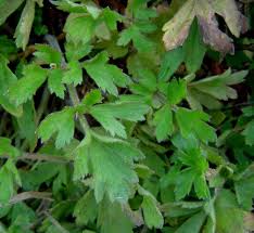 Image result for Ranunculus multifidus