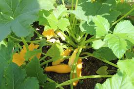 Image result for Cucurbitaceae