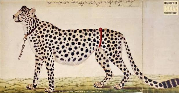 History - One of Tipu Sultan's hunting Cheetahs, 1799. The Persian inscription reads: 'Drawn from the life from a cheetah that was found in the Palace of Tippoo Sultan at Seringapatam, 1799'.