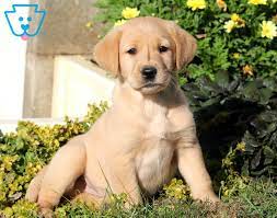 If you are unable to find your labrador retriever puppy in our puppy for sale or dog for sale sections, please consider looking thru thousands of labrador retriever dogs for adoption. Pin On Pets