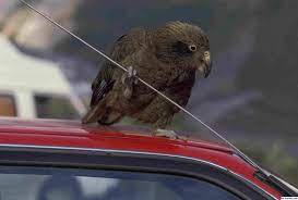 We did not find results for: Bagaimana Untuk 5 Cara Meningkatkan Penerimaan Radio Kereta Anda 2021