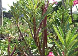 Image result for Ctenium somalense