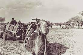 108 zvi bornstein st, ramat negev. Camel Ride At Mamshit Camel Ranch In The Negev