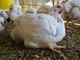 Bei Ya Vifaranga Wa Broiler Ni 1 500tsh Ukiweka Oda Leo Unapata Kesho Jumatatu Na Alhamis Broiler Kukuwanyama Kukuwakisasa Broiler Oda Food