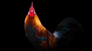 Maybe you would like to learn more about one of these? Rooster Wallpapers Top Free Rooster Backgrounds Wallpaperaccess