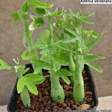 Image result for Adenia fruticosa