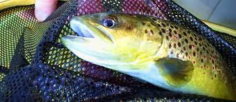 Fly Fishing Upper Owens River California Fish Brown Trout Fly Fishing
