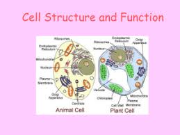 Lecture 4 cell structure and function ppt. Role In The Cell City