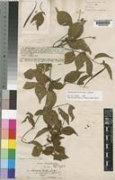 Image result for Secamone parvifolia