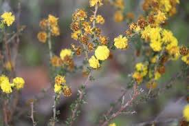 Image result for Acacia lasiopetala
